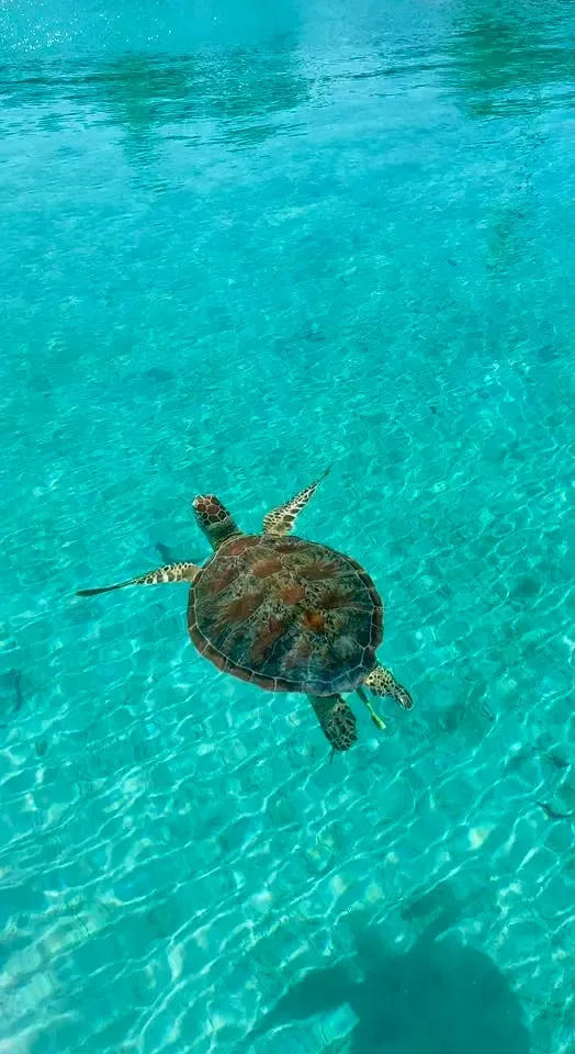Tomia Marine Life Encounter
